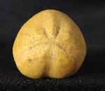 Plesiaster tranghayensis (LAMBERT 1936) - Bild &copy; FossNet FossilienStore